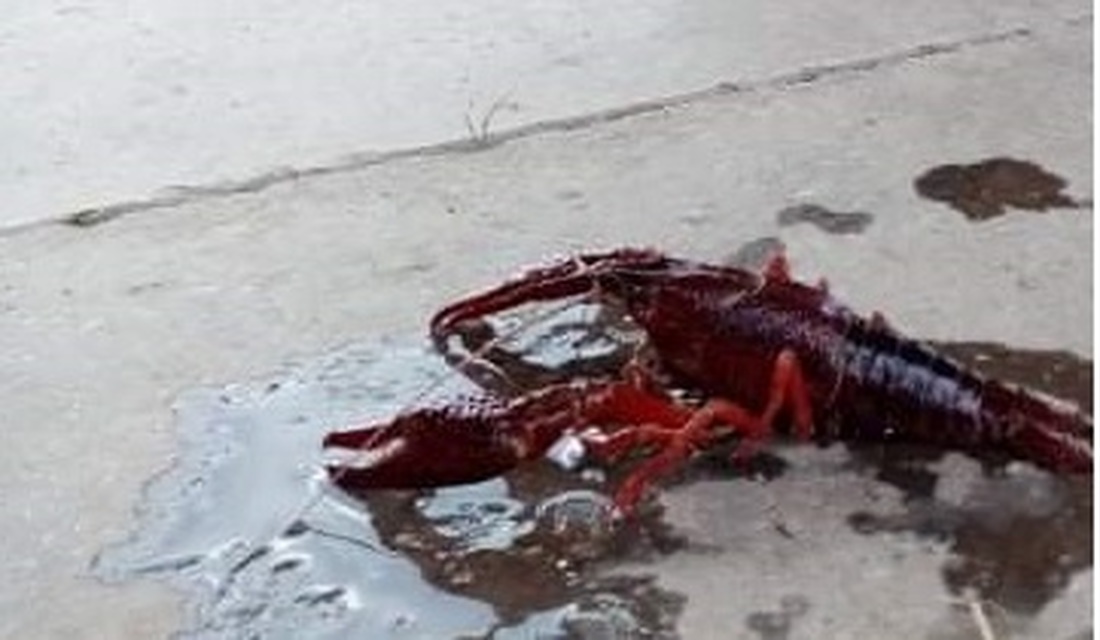 Procambarus clarkii - vörös mocsárrák