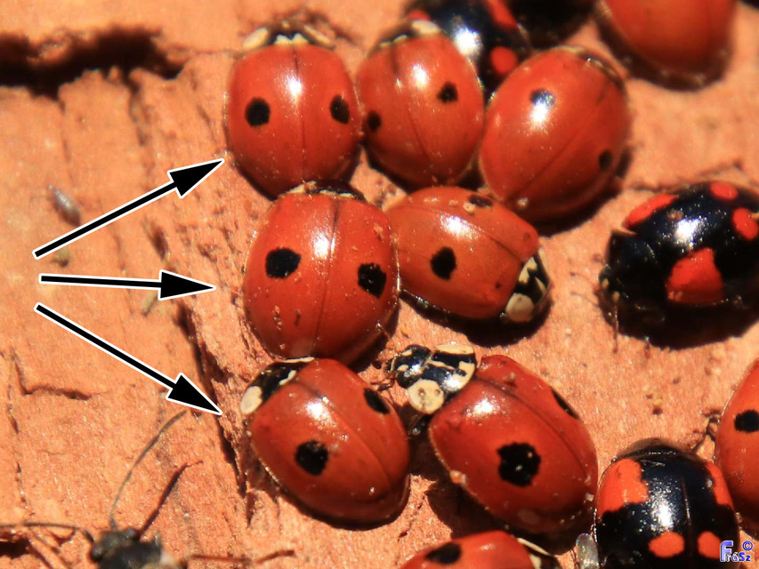 Adalia bipunctata - kétpettyes katica