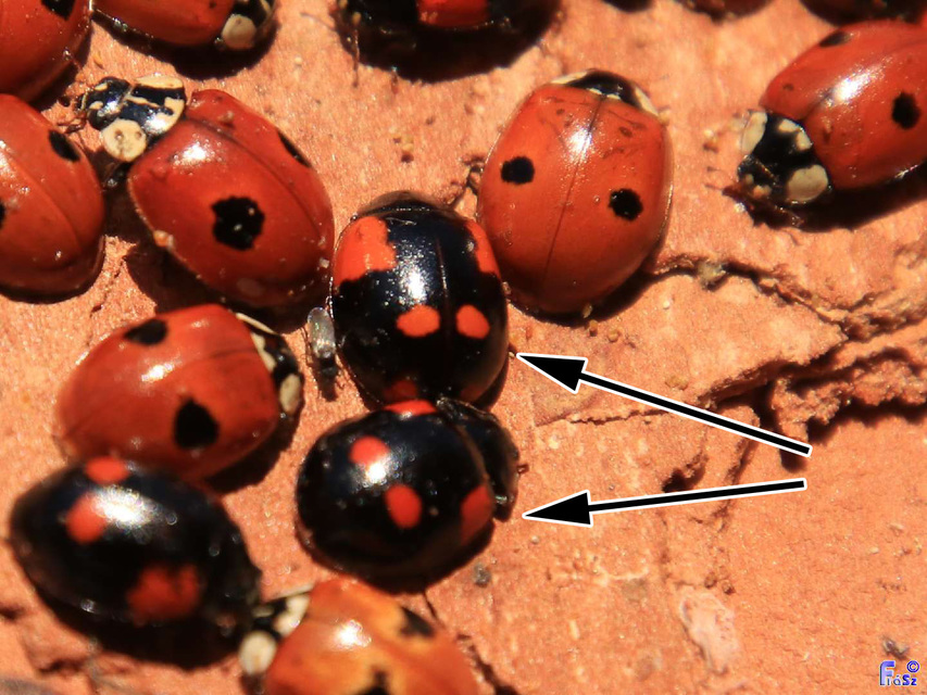 Adalia bipunctata - kétpettyes katica