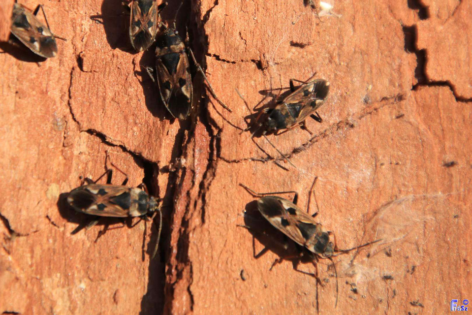 Rhyparochromus vulgaris - közönséges díszesbodobács