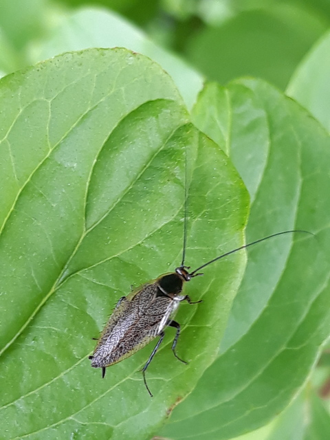 Ectobius erythronotus - sárgatorú erdeicsótány