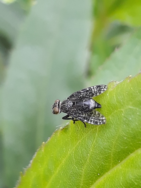 Platystoma lugubre