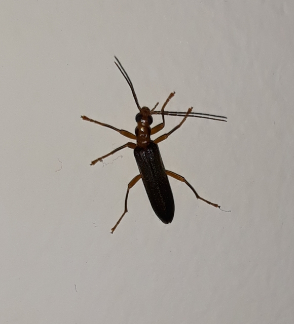Nacerdes carniolica - karnóliai álcincér