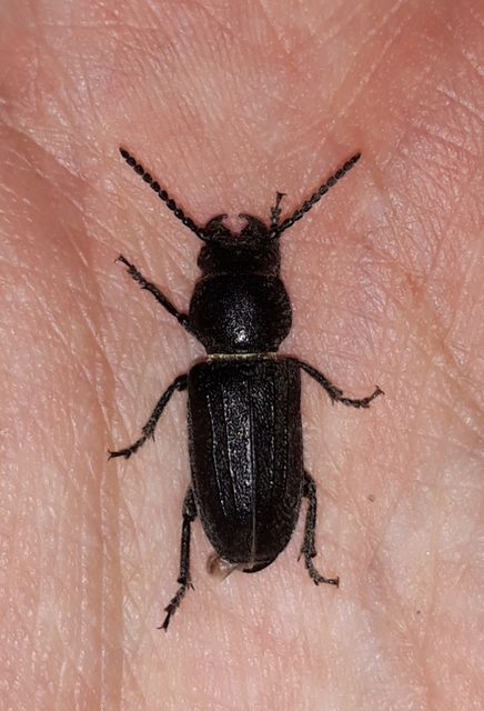 Spondylis buprestoides - erdei félcincér