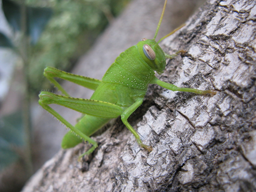 Anacridium aegyptium - egyiptomi sáska