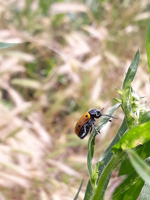 Lachnaia sexpunctata - szőrösnyakú zsákhordóbogár
