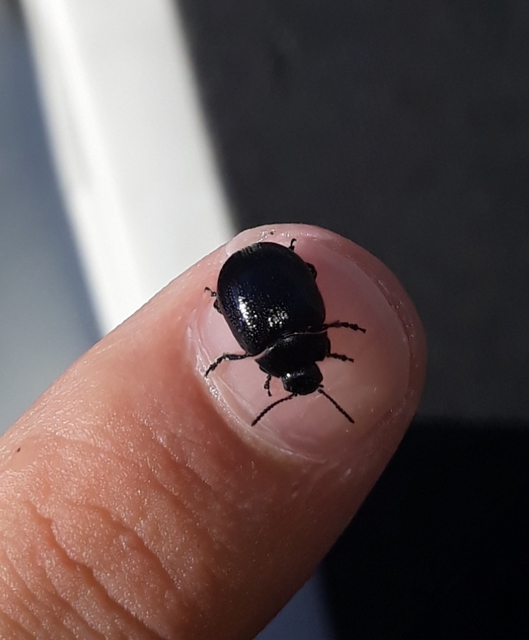 Chrysolina haemoptera - mezei levélbogár