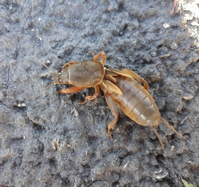 Gryllotalpa