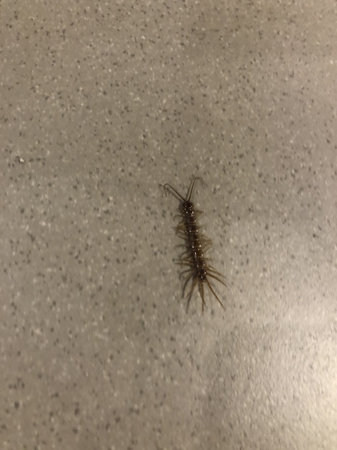 Lithobiidae