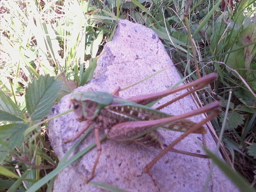 Decticus verrucivorus - szemölcsevő szöcske