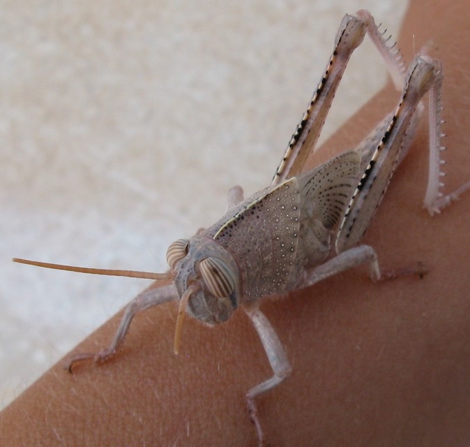 Anacridium aegyptium - egyiptomi sáska