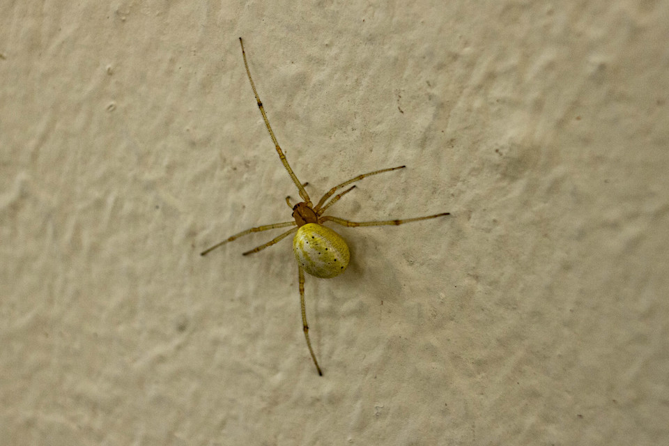 Enoplognatha ovata/latimana