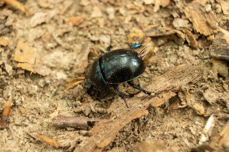 Anoplotrupes stercorosus - erdei álganéjtúró