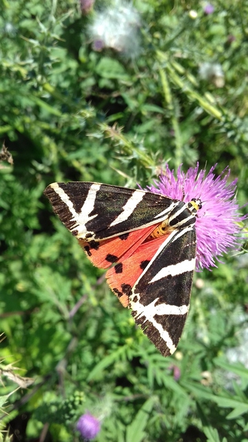 Euplagia quadripunctaria - csíkos medvelepke