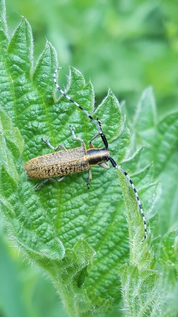 Agapanthia villosoviridescens - fehérgyűrűs bogáncscincér Agapanthia villosoviridescens - fehérgyűrűs bogáncscincér