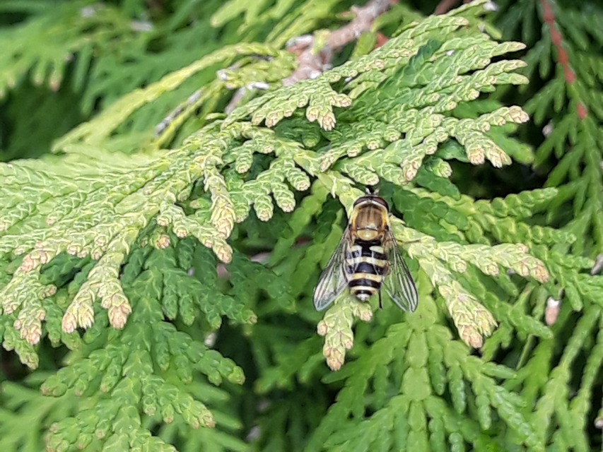 Syrphus