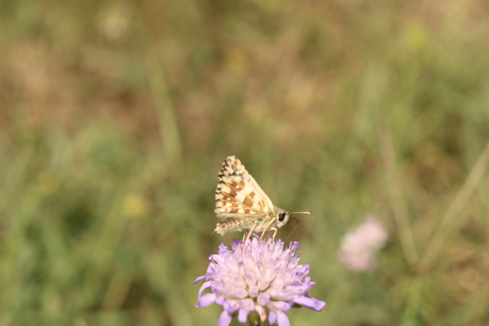 Pyrgus armoricanus - feles busalepke