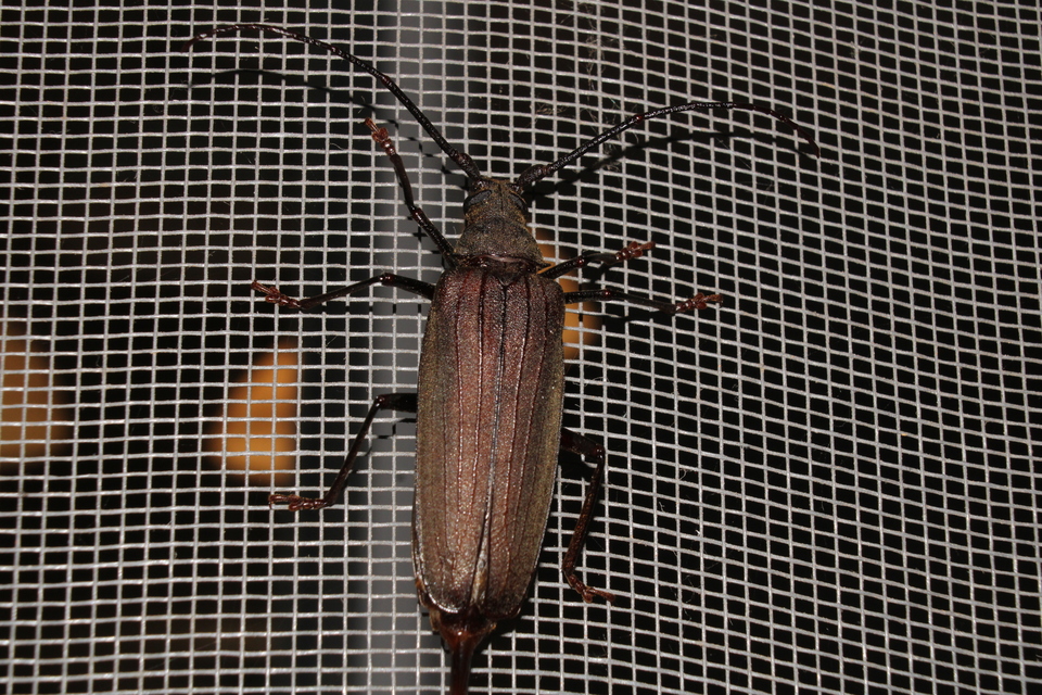 Aegosoma scabricorne - diófacincér