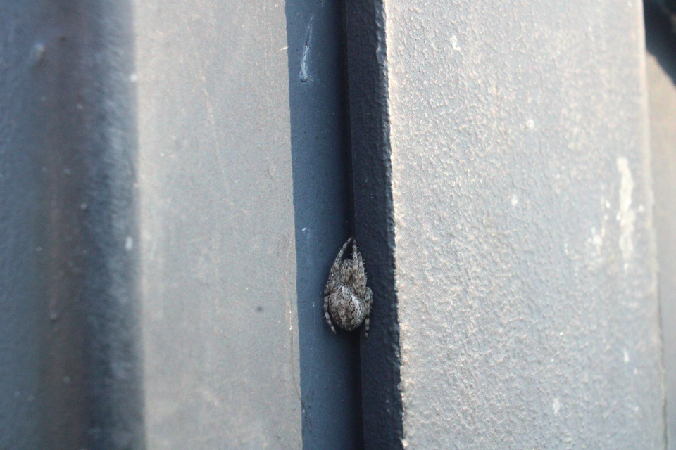 Larinioides ixobolus - ereszalji keresztespók