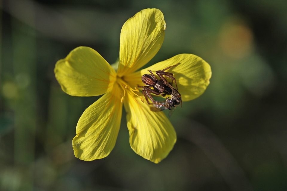 Spiracme striatipes - csíkoslábú karolópók
