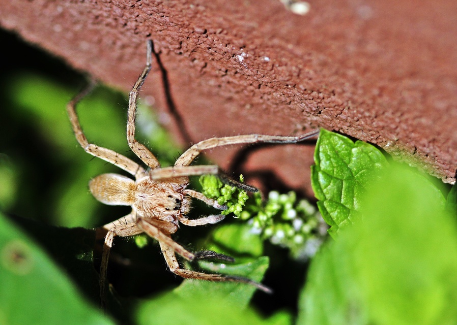 Araneae - Pókok