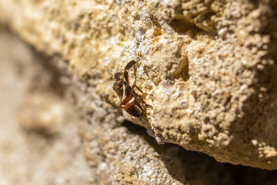 Caliscelidae