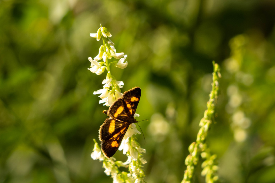 Pyrausta aurata - aranyló bíbormoly