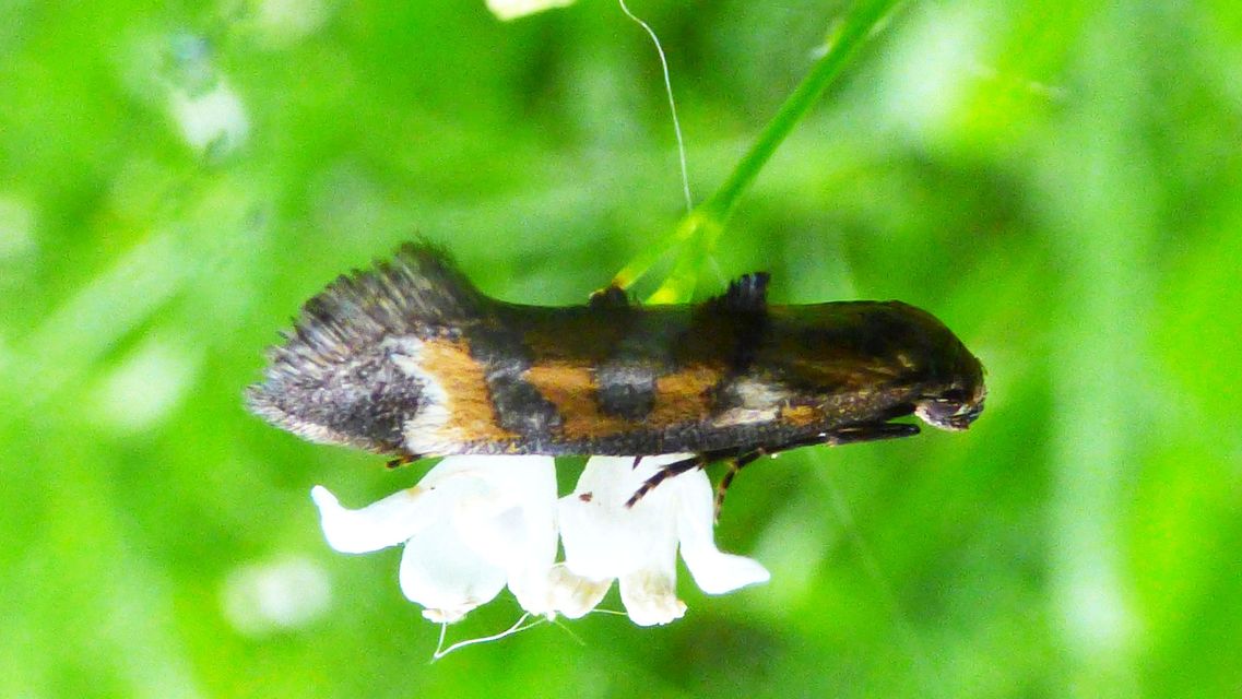 Epermenia pontificella - tarka íveltmoly