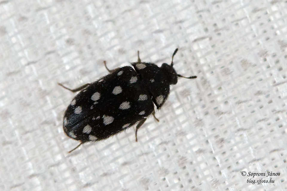 Lanorus punctatus - sokpettyes szűcsbogár
