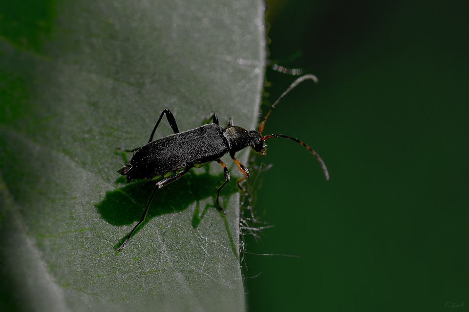 Grammoptera ruficornis - gyűrűscsápú galagonyacincér Grammoptera ruficornis - gyűrűscsápú galagonyacincér