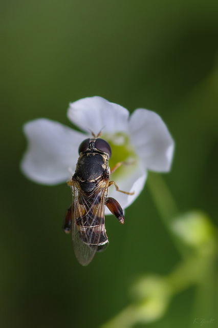 Syritta pipiens - zizegő comboslégy