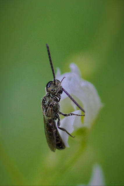 Lasioglossum