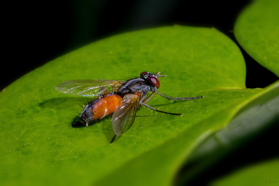 Mintho rufiventris