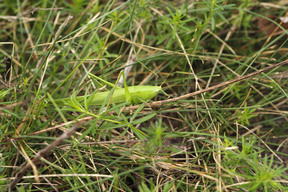 Ruspolia nitidula - nagy kúpfejűszöcske