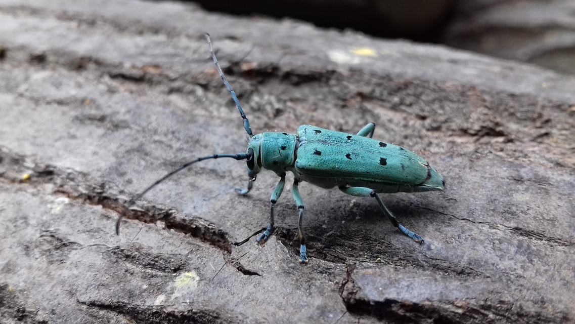 Saperda octopunctata - nyolcpontos cincér