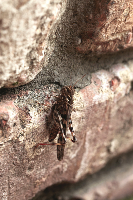 Oedaleus decorus - szalagos sáska