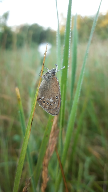 Coenonympha glycerion - közönséges szénalepke