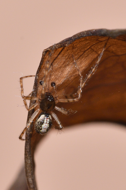 Theridion melanurum - fűrészes törpepók