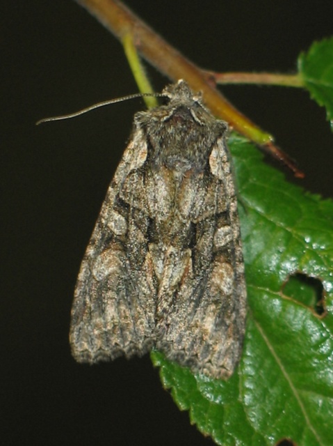 Dichonia convergens - őszi tölgybagoly