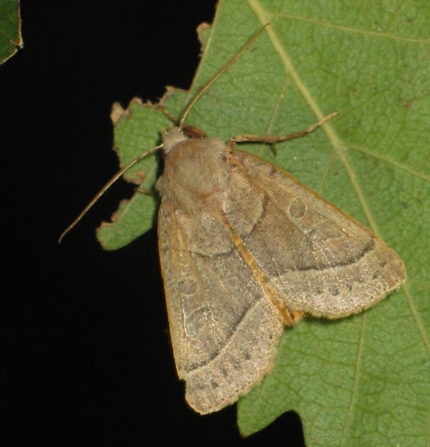 Mesogona acetosellae - madársóskabagoly