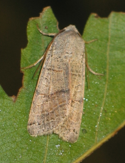 Anchoscelis humilis - olajbarna őszibagoly