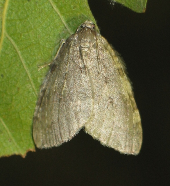 Epirrita christyi/dilutata