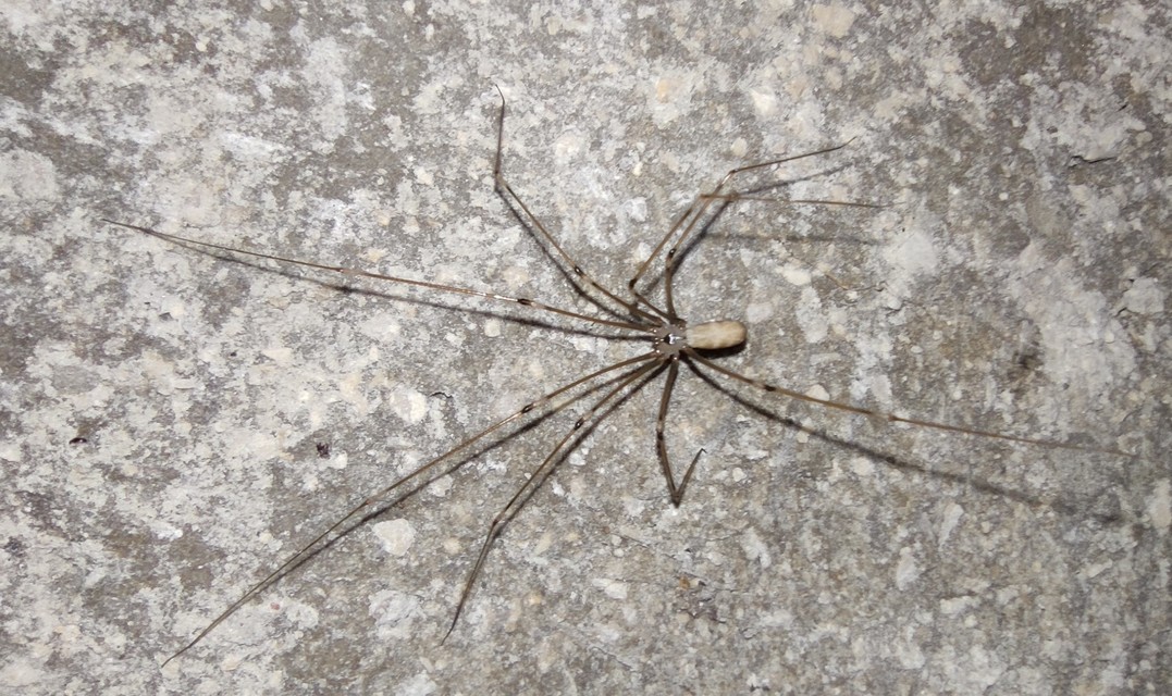 Pholcus phalangioides - nagy álkaszáspók Pholcus phalangioides - nagy álkaszáspók