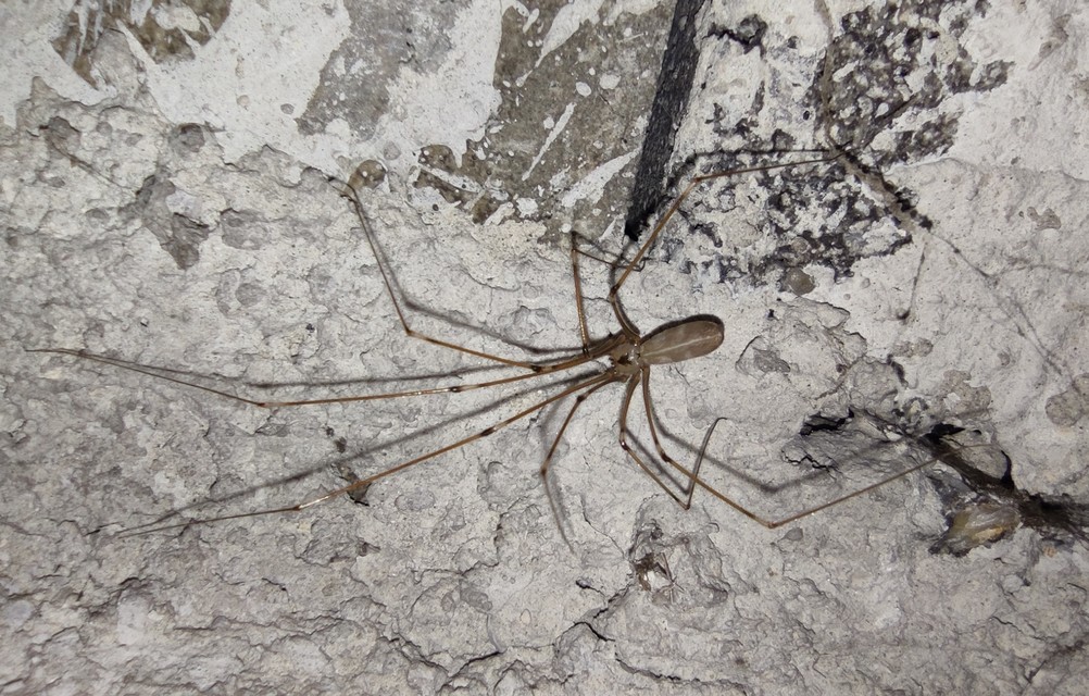 Pholcus phalangioides - nagy álkaszáspók Pholcus phalangioides - nagy álkaszáspók