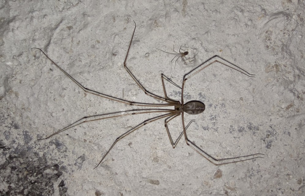 Pholcus phalangioides - nagy álkaszáspók Pholcus phalangioides - nagy álkaszáspók