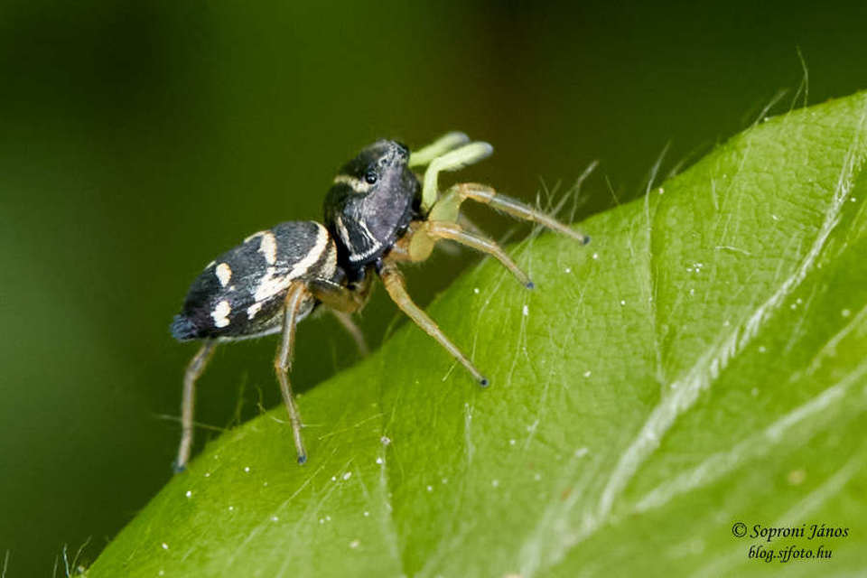 Heliophanus