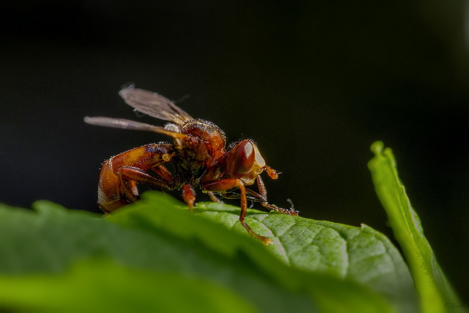 Sicus ferrugineus - rozsdás fejeslégy