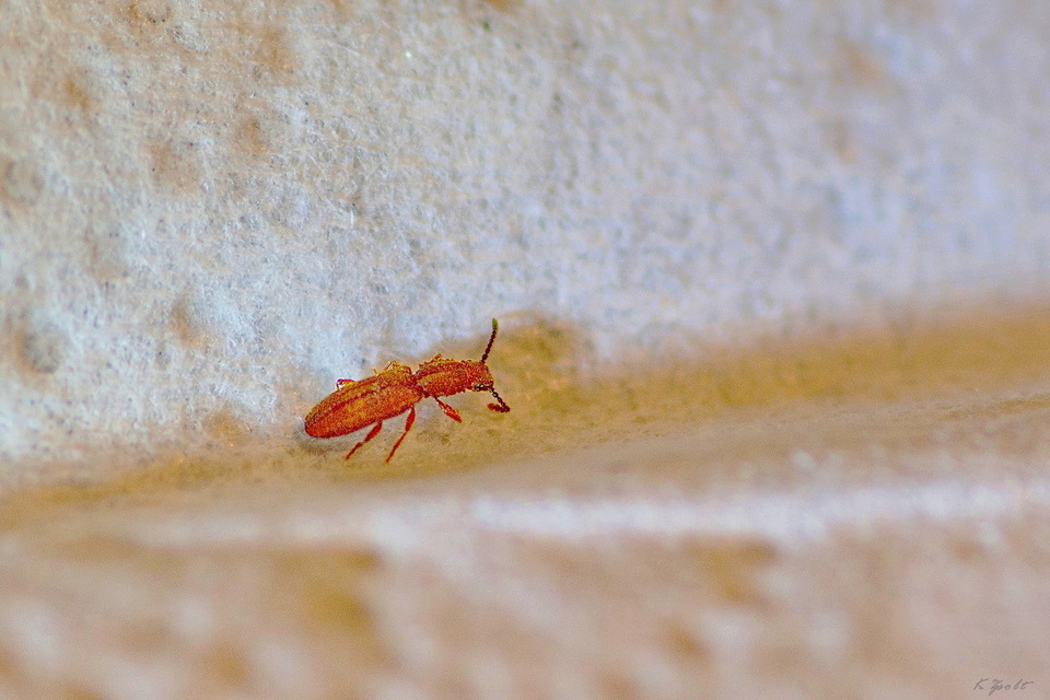 Oryzaephilus