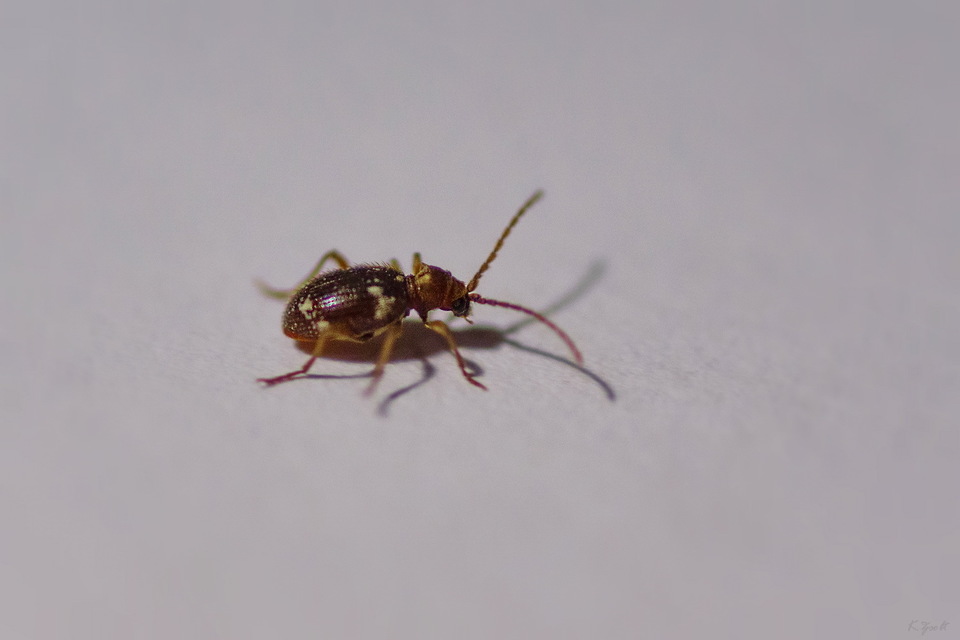 Ptinus fur - közönséges tolvajbogár