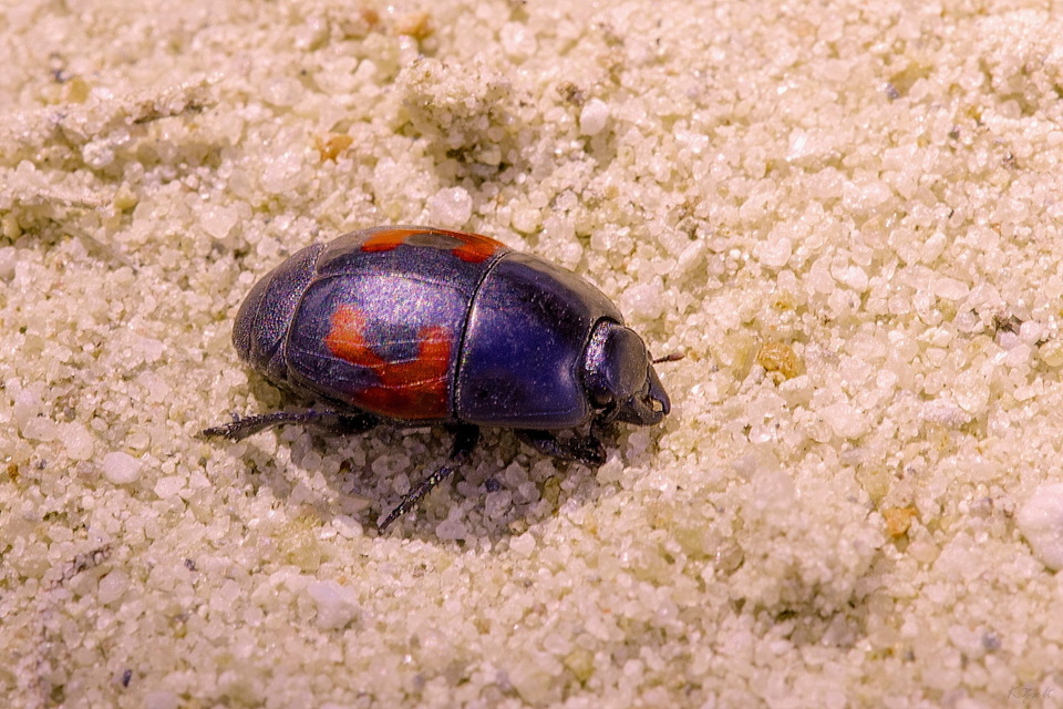 Hister quadrimaculatus - közönséges sutabogár
